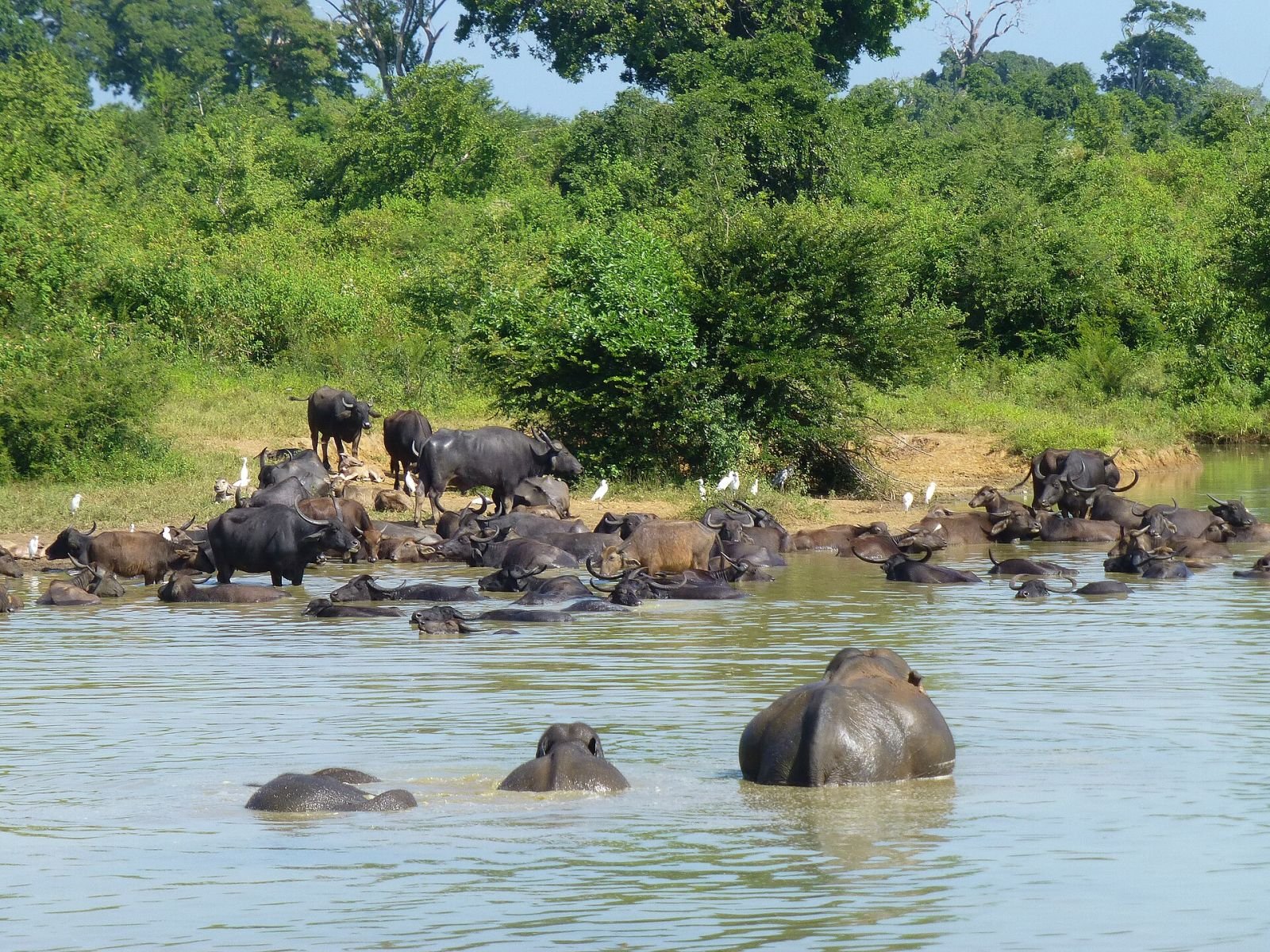 Water buffalo cooling off in a tank in Udawalawe National Park