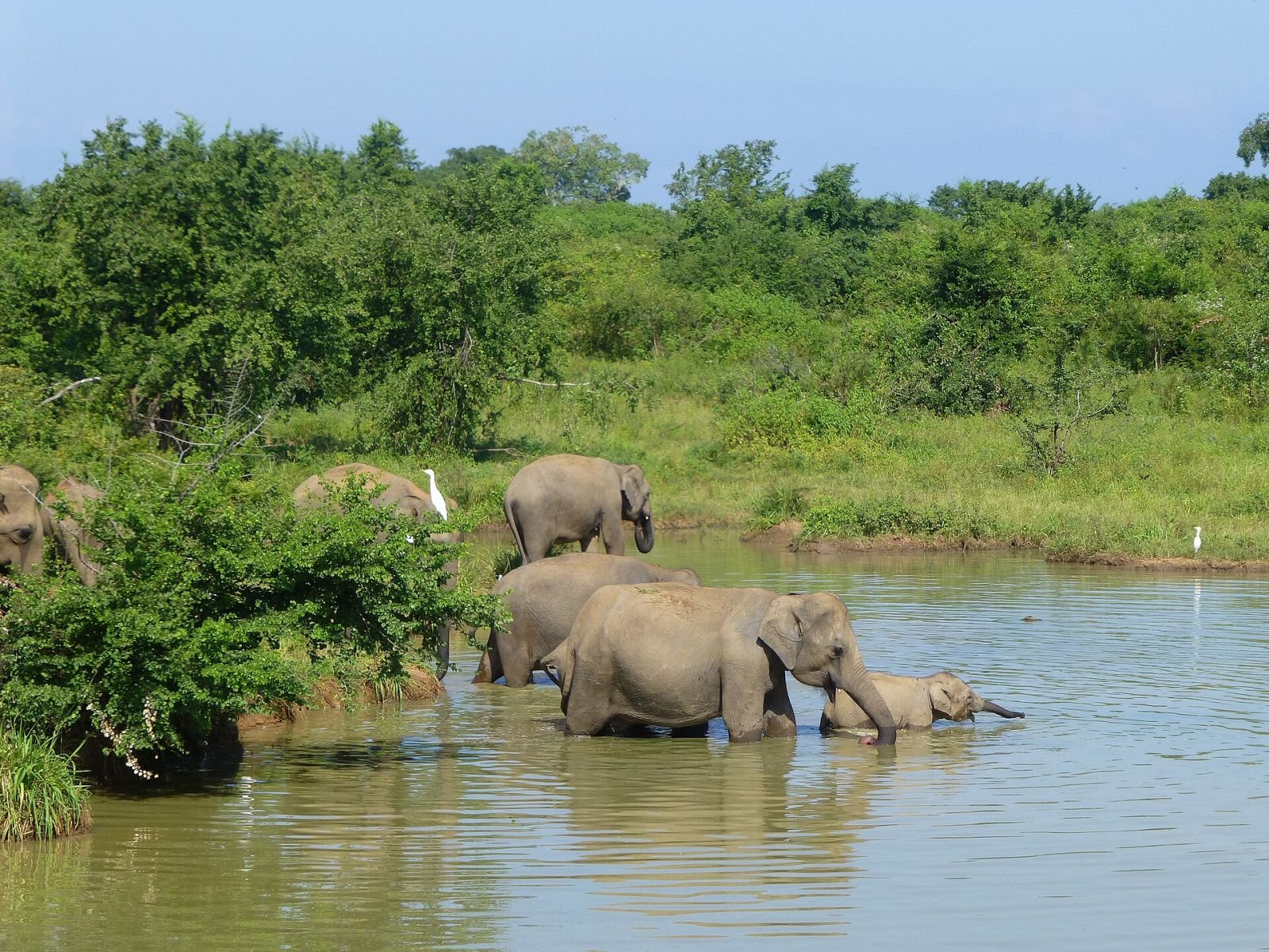 Elephants wading in a tank inside Udawalawe National Park