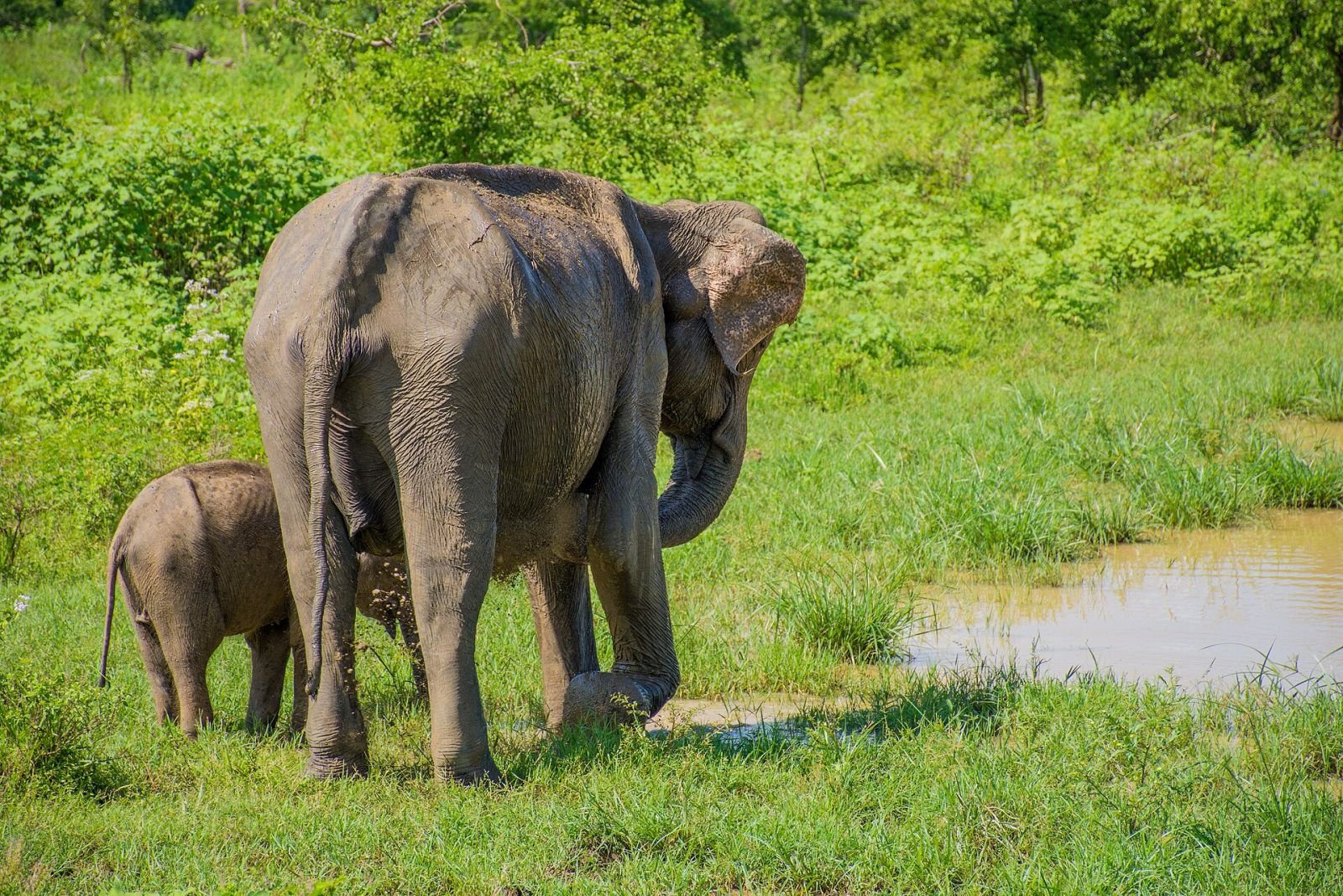 An elephant mother and calf in Udawalawe National Park