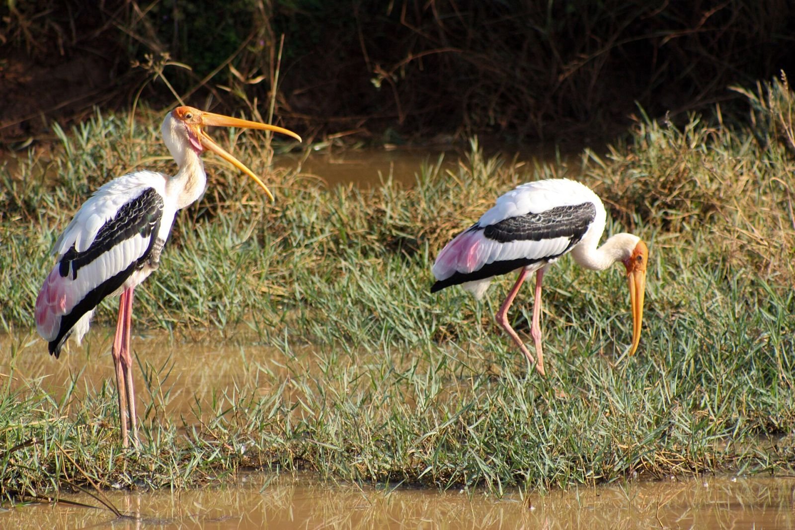 Two painted storks feeding at the water’s edge in Udawalawe