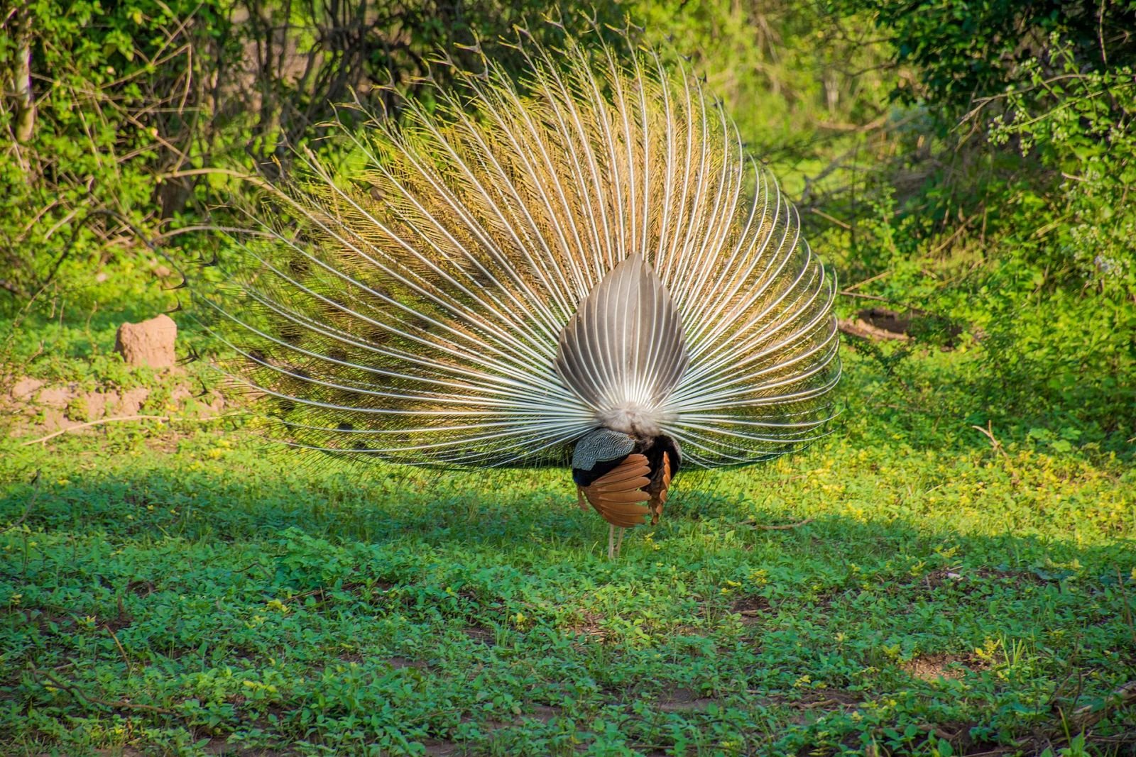A peacock displaying its tail in Udawalawe National Park
